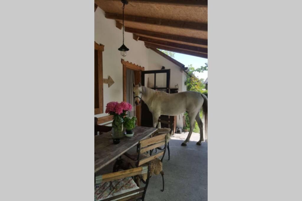 Igricz Farmhaz Villa Pocsmegyer ภายนอก รูปภาพ