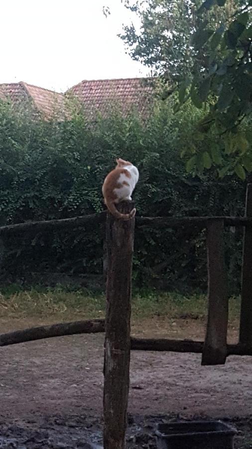 Igricz Farmhaz Villa Pocsmegyer ภายนอก รูปภาพ